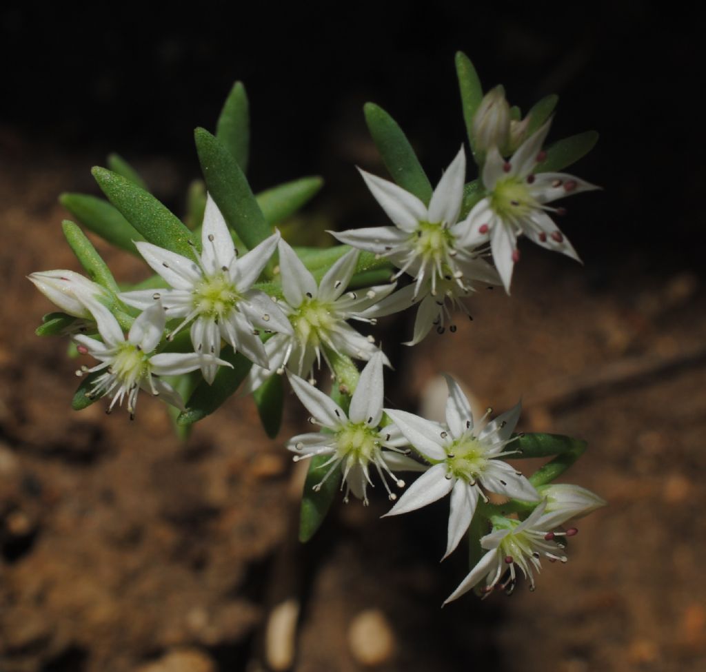 Crassulacea?  S, Sedum hispanicum